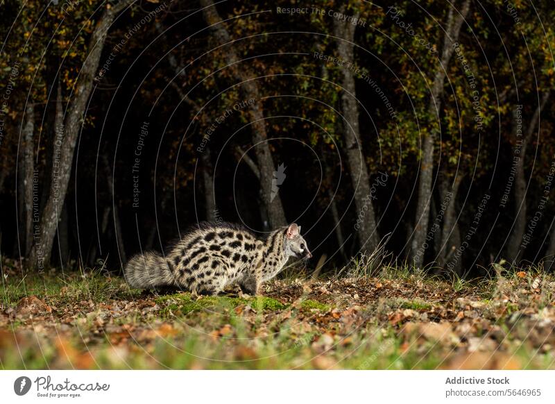 Genet auf einer von einem Lichtstrahl beleuchteten Waldlichtung mit verstreutem Herbstlaub Blatt Tierwelt Natur Kreatur nachtaktiv carabo Säugetier gepunktet