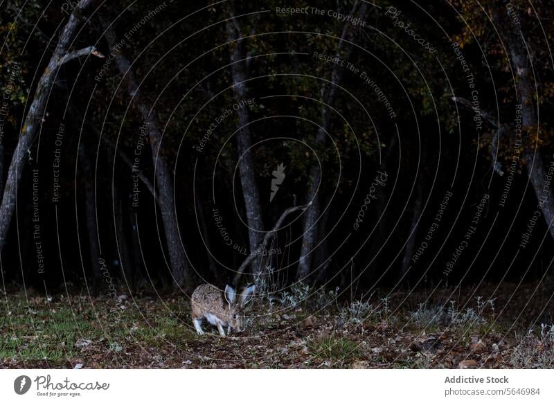 Ein Berghase in nächtlicher Umgebung, mit großen Augen und Ohren, der auf einer Waldlichtung grast Schneehase nachtaktiv Tierwelt Natur Weidenutzung wach