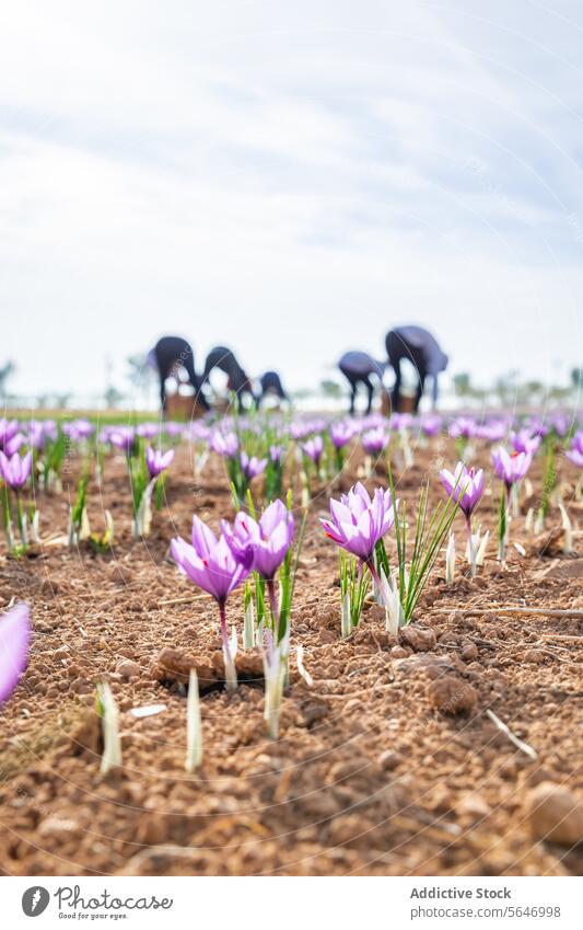 Eine Reihe leuchtend lila blühender Safranblüten auf einem Feld, mit unscharfen, nicht erkennbaren Menschen bei der Ernte im Hintergrund Blumen purpur