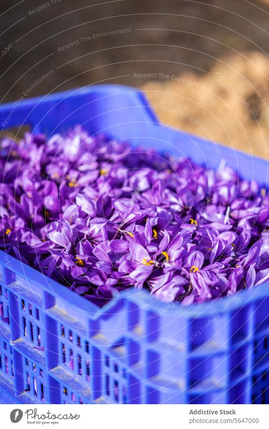 Eine leuchtend blaue Plastikkiste voller frisch gepflückter Safranblüten, die sich von dem erdigen Hintergrund abhebt, bereit für die Verarbeitung der Gewürze