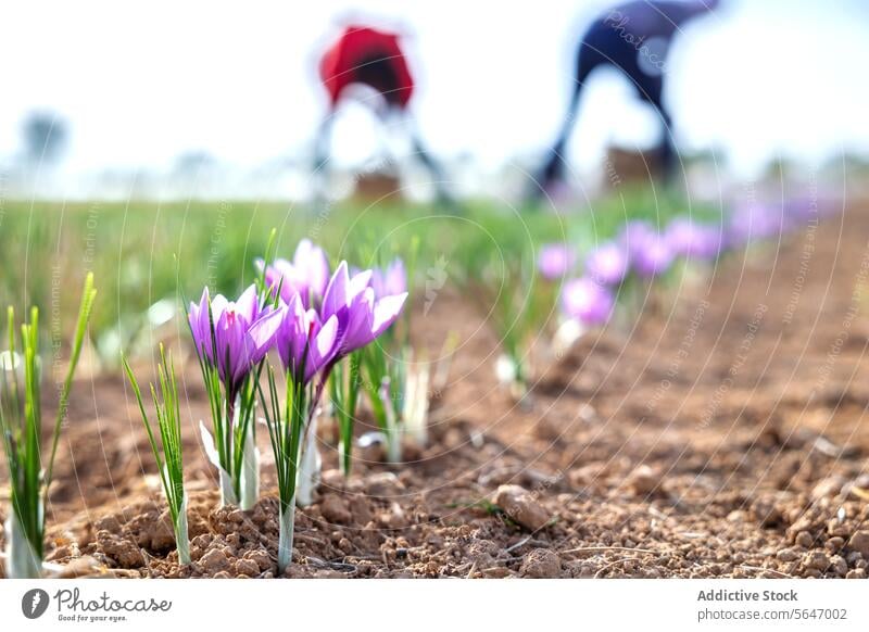 Eine Reihe leuchtend lila blühender Safranblüten auf einem Feld, mit unscharfen, nicht erkennbaren Menschen bei der Ernte im Hintergrund Blumen purpur