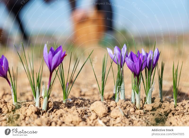 Eine Reihe leuchtend lila blühender Safranblüten auf einem Feld, mit unscharfen, nicht erkennbaren Menschen bei der Ernte im Hintergrund Blumen purpur