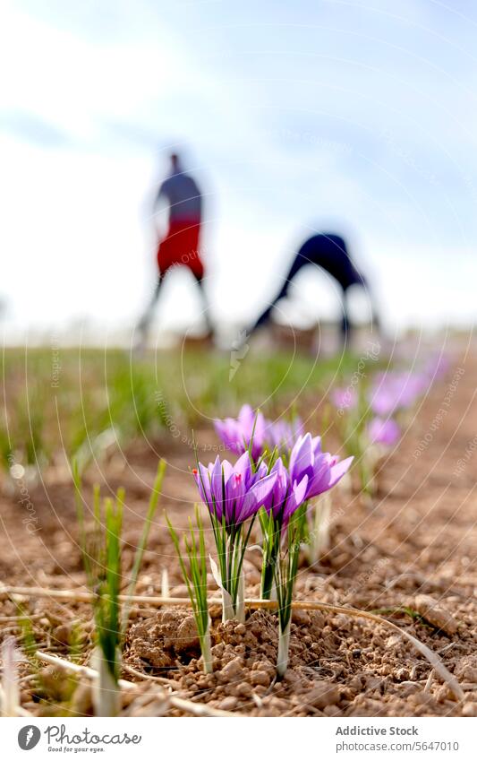 Eine Reihe leuchtend lila blühender Safranblüten auf einem Feld, mit unscharfen, nicht erkennbaren Menschen bei der Ernte im Hintergrund Blumen purpur