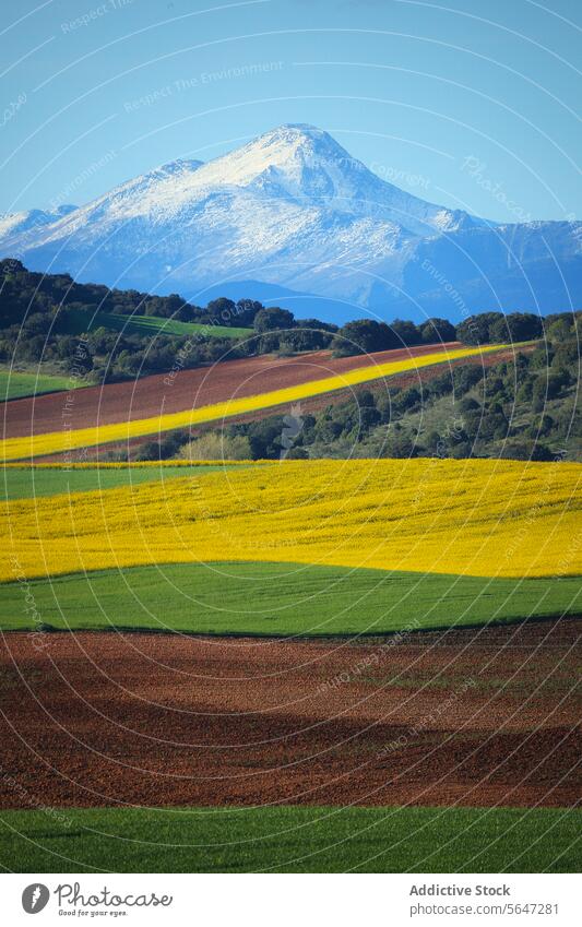 Eine atemberaubende Landschaft mit farbenfrohen Feldern unter einem schneebedeckten Berg, in der die lebendige Palette der Natur zum Ausdruck kommt Bereiche