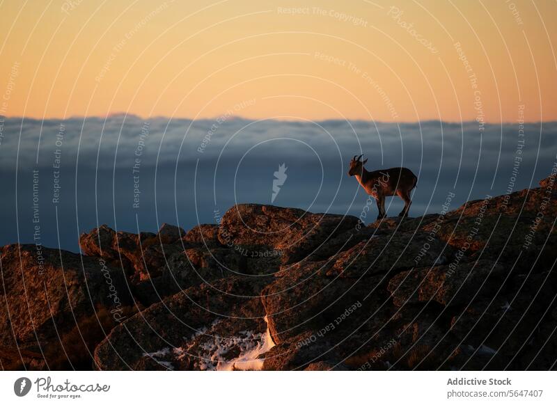 Majestätischer Iberischer Steinbock mit Blick auf ein Wolkenmeer in der Abenddämmerung Bergziege Himmel goldene Stunde Tierwelt Natur Gelassenheit