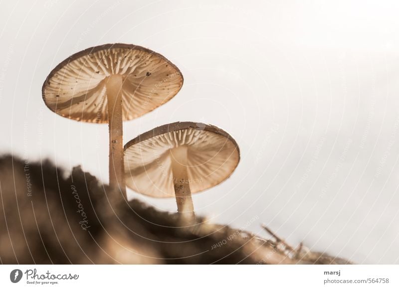 II Natur Pflanze Erde Himmel Sommer Herbst Wildpflanze Pilz Pilzhut Blühend stehen Wachstum außergewöhnlich authentisch elegant nah natürlich dünn braun