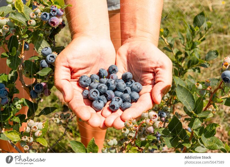 Bäuerin mit frischem Vaccinium caesariense in den Händen Frau Blaubeeren Hand schalenförmig Botaniker anonym Bauernhof sonnig Landwirt Körperteil Frucht Beeren