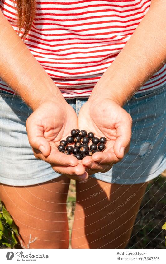 Bäuerin mit frischem Ribes nigrum in den Händen Frau schwarze Johannisbeere Hand schalenförmig anonym Agronomin sonnig Bauernhof Landwirt Körperteil Frucht