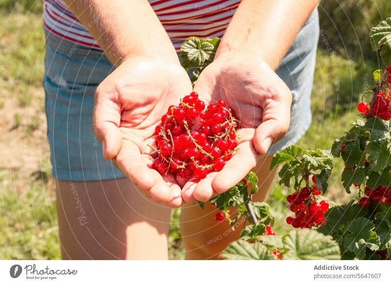 Unbekannte Bäuerin mit geernteten Beerenfrüchten Frau Agronomin Johannisbeeren Bauernhof frisch Hand schalenförmig zeigend Ernte organisch sonnig Landwirt