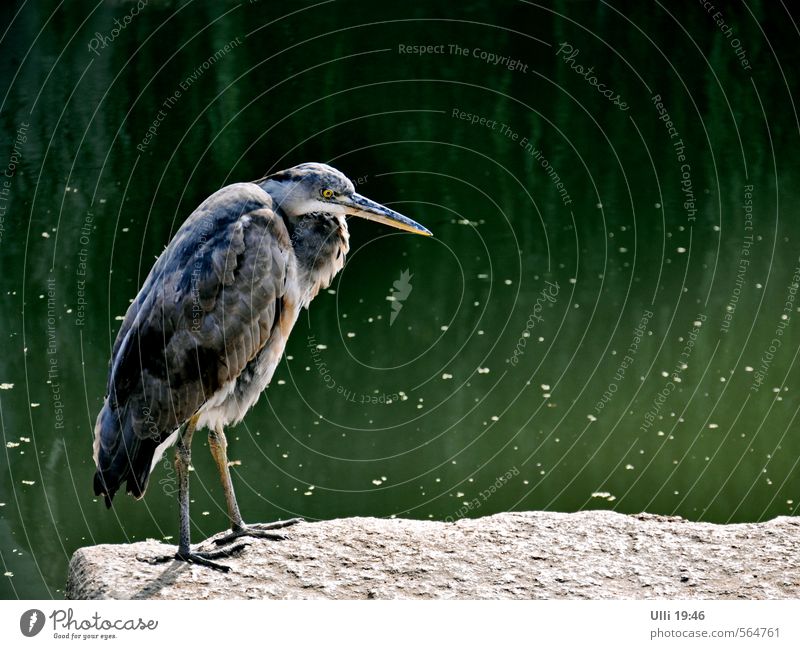 Mir is langweilich................................. Erholung Sonnenbad Natur Wasser Herbst Schönes Wetter Flussufer Tier Vogel Reiher 1 Stein beobachten Blick