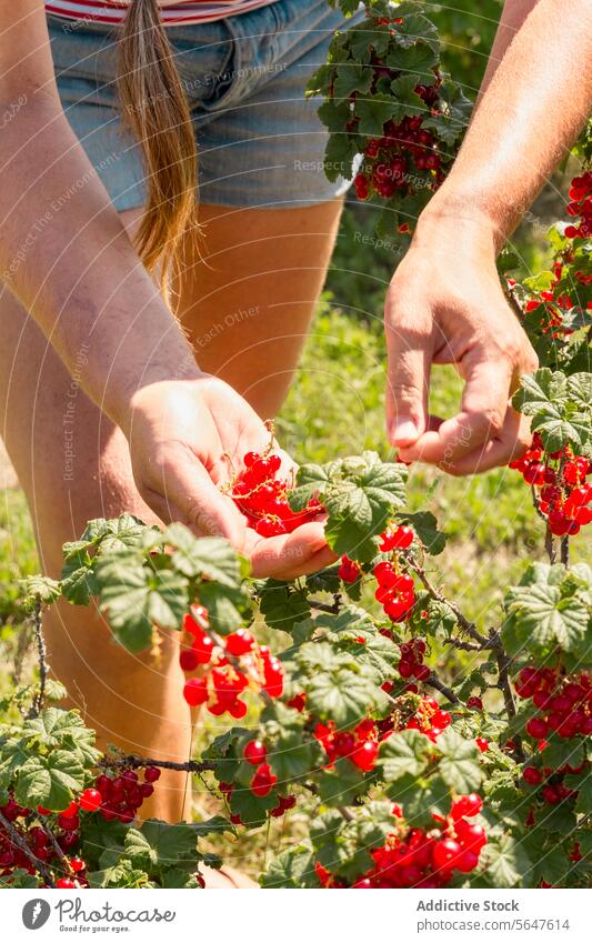 Pflanzenbotanikerin mit Ribes rubrum in einer Bio-Plantage Frau Landwirt Johannisbeeren Kommissionierung Ernte Botaniker reif Schonung Bauernhof Rippen rubrum