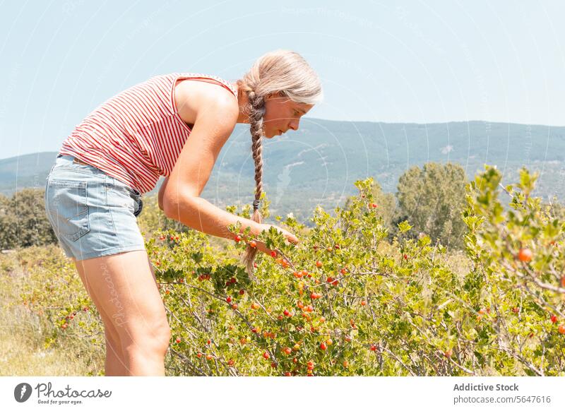 Botaniker mit Ribes rubrum in einer Bio-Plantage Frau Landwirt Johannisbeeren Kommissionierung Ernte reif Schonung Bauernhof Rippen rubrum Pflanze organisch