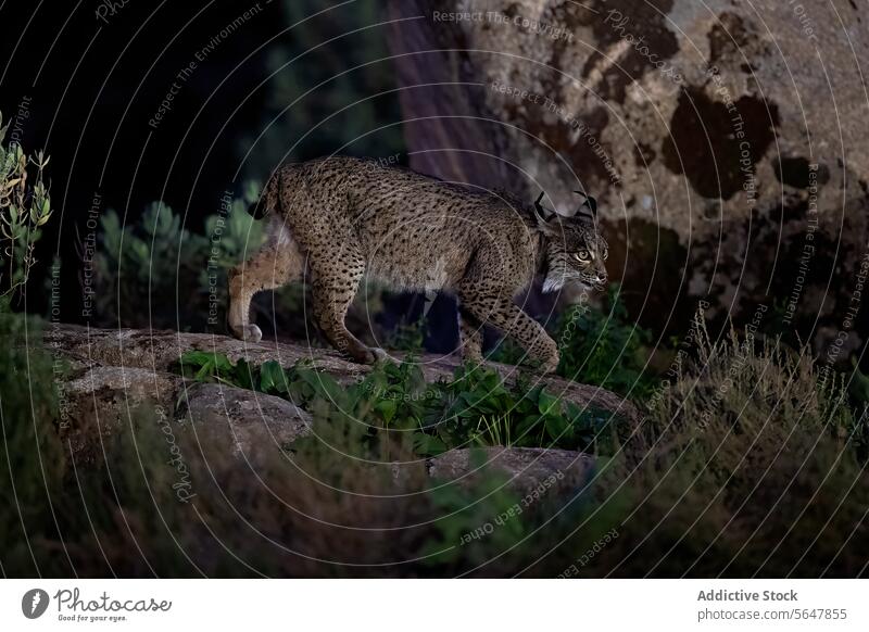 Ein einsamer iberischer Luchs schleicht nachts durch felsiges Gelände, wobei das sanfte Licht der Dämmerung seinen Weg durch die zerklüftete Landschaft erhellt.