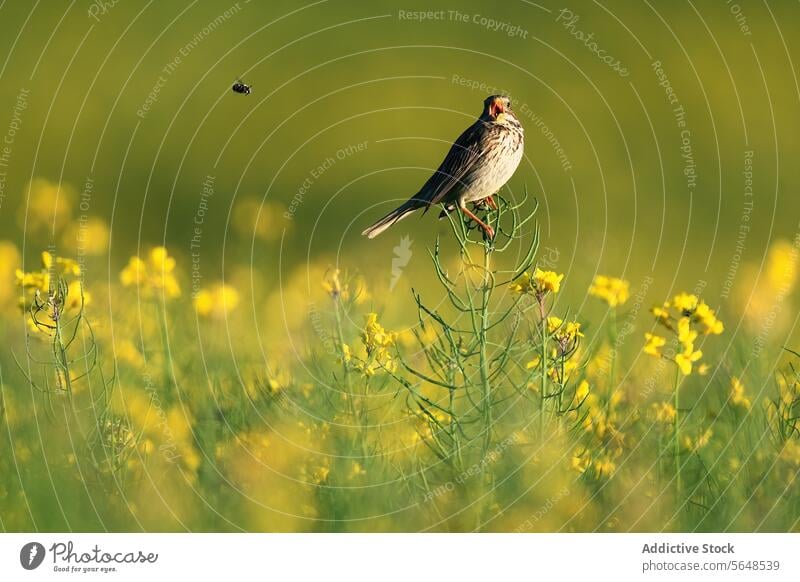 Eine Grauammer sitzt inmitten von leuchtend gelben Rapsblüten Vogel Ölraps Blume Feld Natur Tierwelt gehockt Frühling Blütezeit Ackerbau Ernte Pflanze