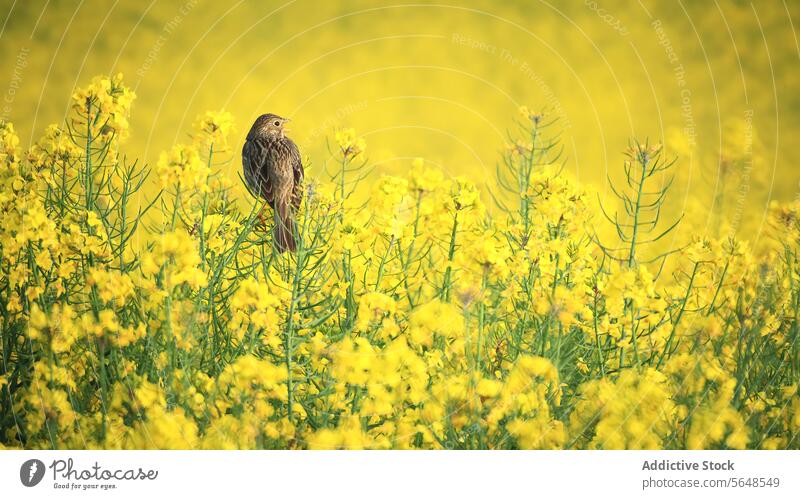 Eine Grauammer sitzt inmitten von leuchtend gelben Rapsblüten Vogel Ölraps Blume Feld Natur Tierwelt gehockt Frühling Blütezeit Ackerbau Ernte Pflanze