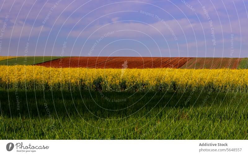 Lebendiges Patchwork frühlingshafter Getreidefelder Landschaft Ackerbau Feld Frühling Bauernhof Ernte ländlich mehrfarbig malerisch Natur Blauer Himmel