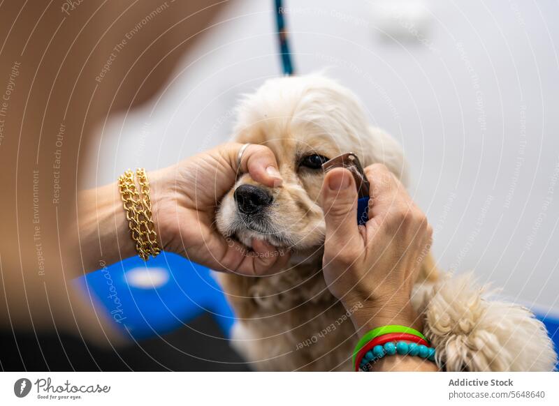 Crop weiblich Groomer Kämmen American Cocker Spaniel Haar in Grooming-Salon Hund Kamm Pflege Hundefrisörin Bürste Haustier Fussel Fell Tier gehorsam Eckzahn