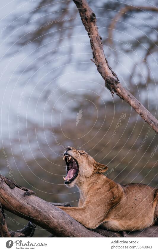 Brüllender Löwe gefangen in einem ruhigen Moment in Kenia tosend Afrika Tierwelt Baum Ast natürlicher Lebensraum faulenzen Natur Säugetier katzenhaft