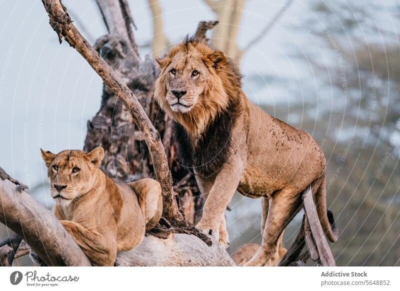 Majestätische Löwen in der kenianischen Savanne auf einem Baum liegend Kenia Afrika Wildnis wild Tier Säugetier Fauna Natur natürlich Schönheit majestätisch