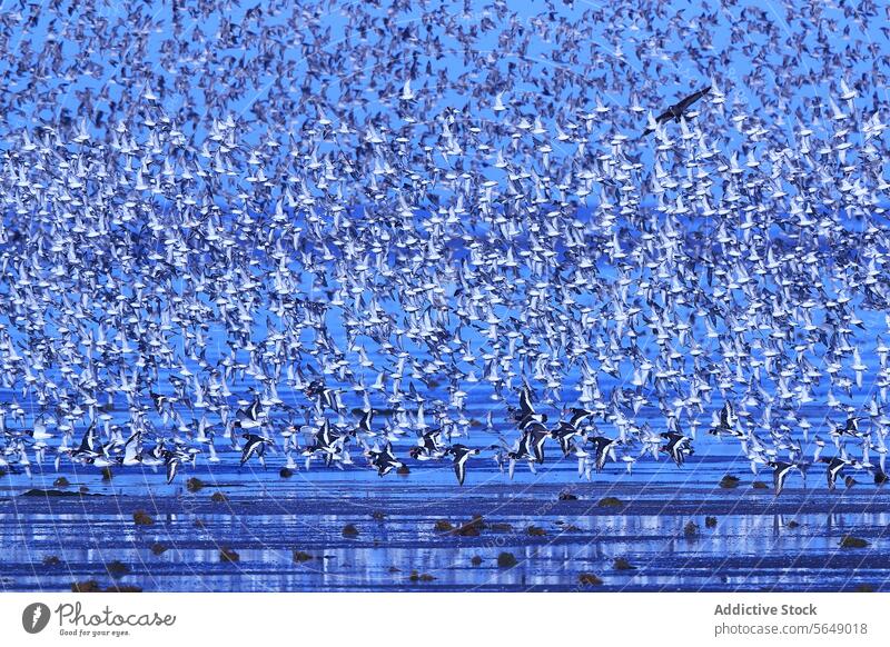 Wanderfalke und Alpenstrandläufer auf dem Hochzeitsflug bei Snettisham Mähnefleck Alpenkrähe (Calidris alpina) Nachehelicher Vertrag Migration Schwarm Vogel