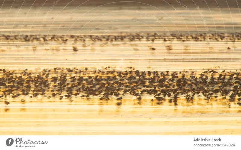 Snettisham-Küstensturmtaucher auf dem Nachhochzeitszug England Mähnefleck Anglerhose Migration Nachehelicher Vertrag Vogel Schwarm Tierwelt Natur