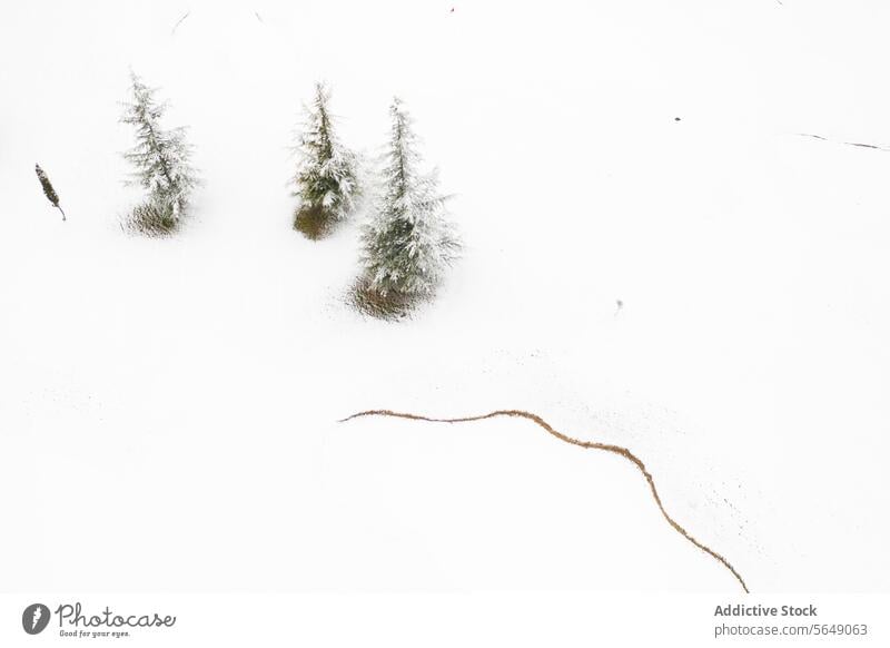 Minimalistische Schneelandschaft mit immergrünen Bäumen in Guadalajara verschneite Landschaft Immergrün weiß Schneefeld ruhig minimalistisch Natur Winter kalt