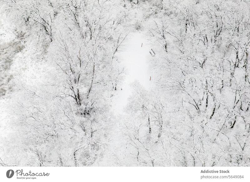 Winterlandschaft von Guadalajara, Spanien von oben Antenne Ansicht verschneite Wald Baum weiß Decke Weg Landschaft Natur Gelassenheit ruhig im Freien Wildnis