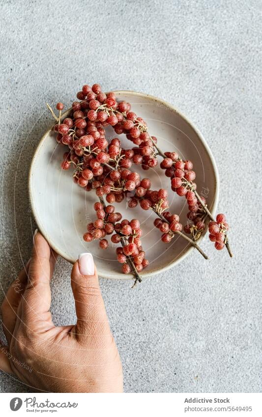 Unerkennbare Hand mit Büffelbeeren auf Keramikteller buffaloberry Teller organisch Textur grau Hintergrund natürlich Licht Frucht Beeren rot reif geforstet wild