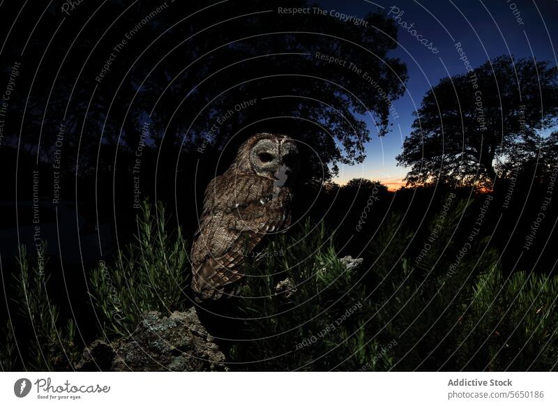 Eule auf einem Felsvorsprung, umgeben von Rosmarinsträuchern, in der Dämmerung Waldohreule gehockt Felsen Felsnase Buchse Himmel Abenddämmerung Natur Tierwelt