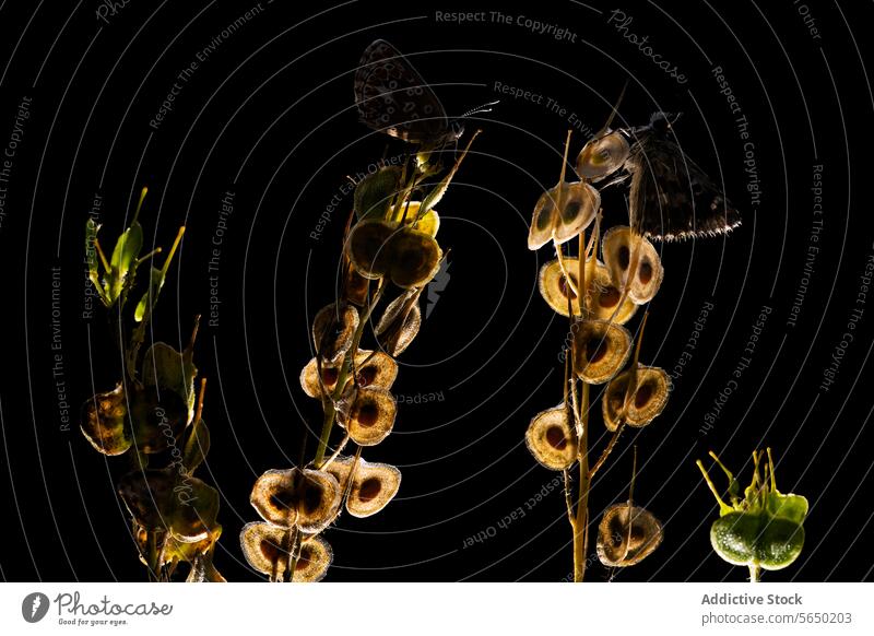 Silhouette von Schmetterlingen auf Samenkapseln vor einem dunklen Hintergrund schwarzer Hintergrund Natur ruhig filigran Sitzgelegenheit Vorbau