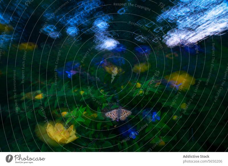 Lebendiges Blumenfeld mit Schmetterling und Sonnenflecken Feld verschwommen Lichtschein Sonnenuntergang Mohn Gänseblümchen Lebendigkeit Farbe Natur Sommer