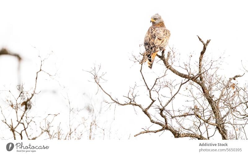 Majestätischer Adler in einem mediterranen Wald Vogel Natur Tierwelt Baum gehockt einsiedlerisch königlich unfruchtbar natürlich Schönheit im Freien malerisch