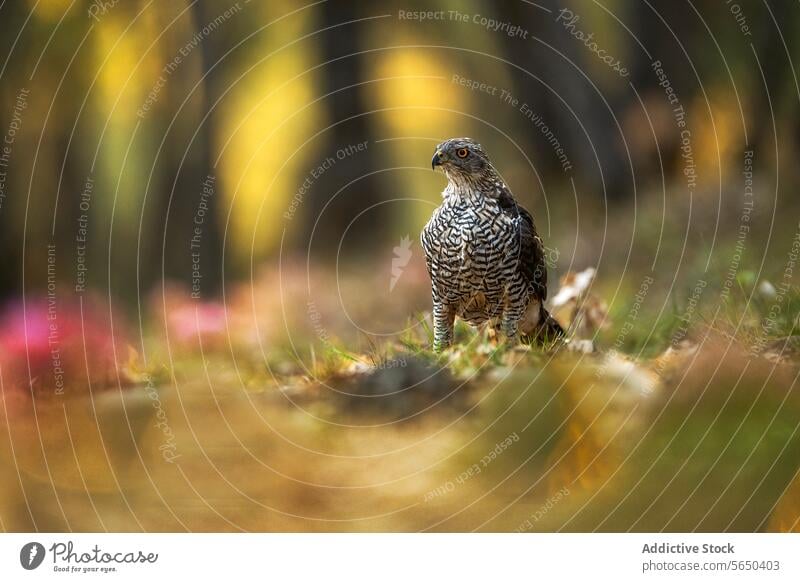 Majestätischer Waldadler in einem mediterranen Waldgebiet Adler Vogel Tierwelt Natur Raptor Raubtier sonnenbeschienen Lebensraum Gelassenheit Schönheit