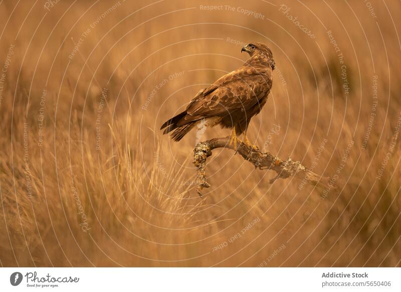 Majestätischer Waldadler in der mediterranen Wildnis Adler Tierwelt Vogel Natur golden Tonung einsiedlerisch gehockt Ast königlich Profil Schönheit Raubtier