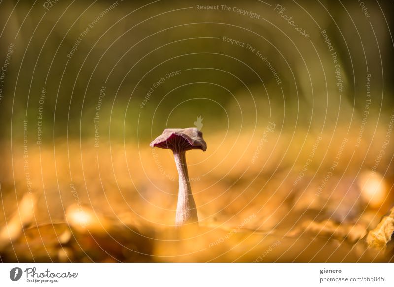 Pilz im Herbstglanz Ausflug Sonne Gartenarbeit Landwirtschaft Forstwirtschaft Umwelt Natur Landschaft Erde Klima Schönes Wetter Wärme Pflanze Blatt Wildpflanze