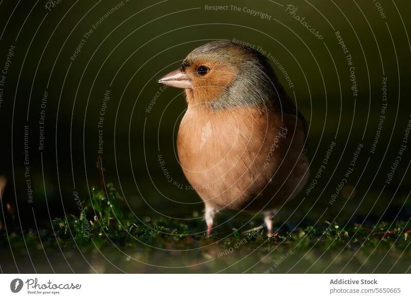 Pausbäckiger Fink auf grasbewachsenem Boden im weichen Sonnenlicht Vogel Natur Tierwelt Gras im Freien mollig Gelassenheit warm glühen natürlich Szene Feder