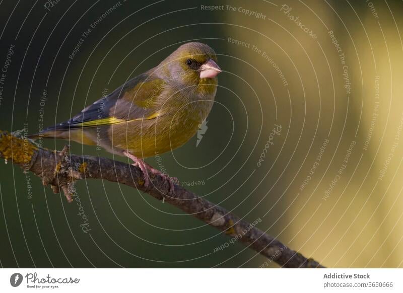 Grünfink sitzt elegant auf einem Zweig Vogel Ast gehockt Natur Tierwelt Gefieder Baum grün verschwommener Hintergrund Gelassenheit Vogelbeobachtung im Freien