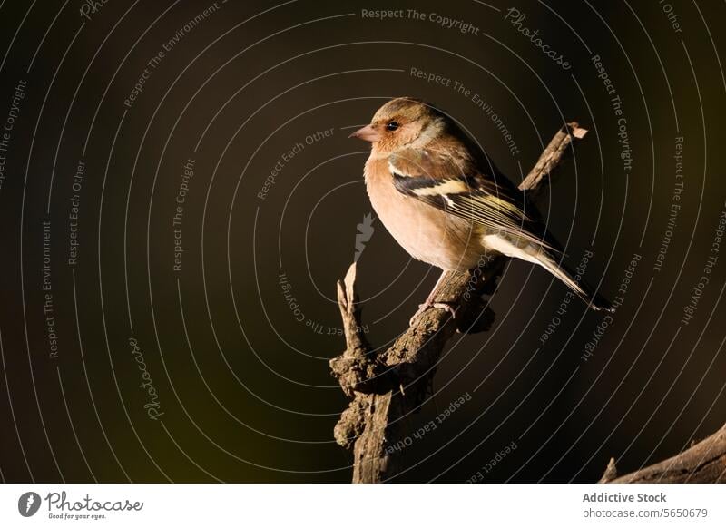 Grünfink sitzt elegant auf einem Zweig Vogel Ast gehockt Natur Tierwelt Gefieder Baum grün verschwommener Hintergrund Gelassenheit Vogelbeobachtung im Freien