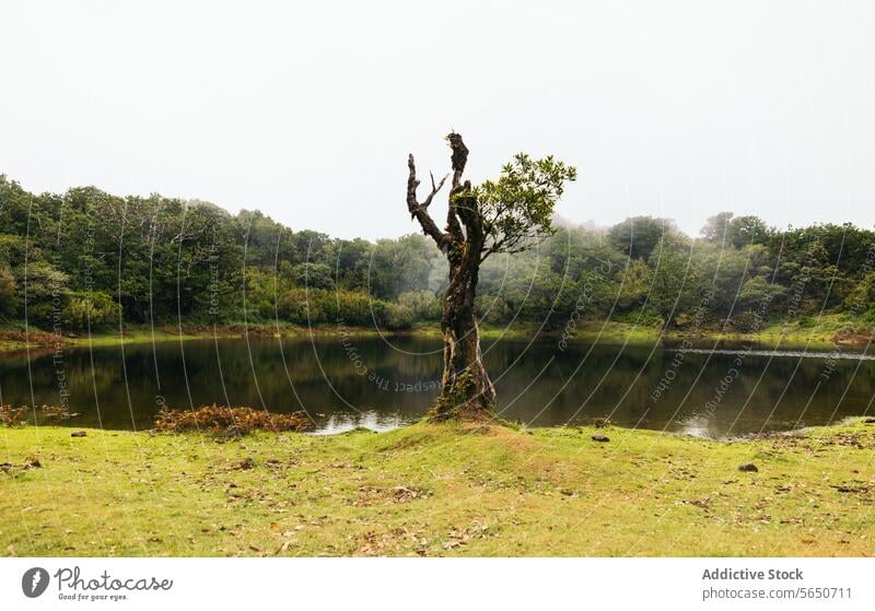 Beschädigte Baum mit Zweig und Blätter in der Nähe von kleinen Teich in natürlichen Regenwald gegen bewölkten Himmel Wald Pflanze Nebel Wetter Ast Blatt