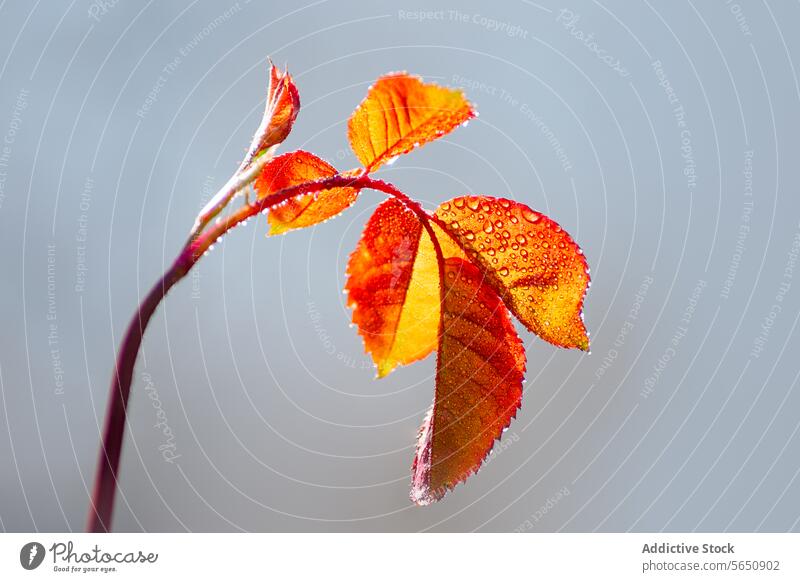 Herbstblätter vor einem heiteren Himmelshintergrund Blatt orange blau Natur fallen Zweig Pflanze pulsierend Farbe Hintergrund Gelassenheit Blauer Himmel