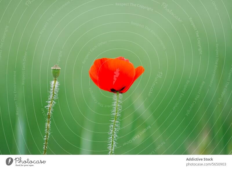 Einzelner roter Mohn in einem grünen Feld Blume Natur Pflanze Frühling pulsierend Hintergrund Flora im Freien friedlich Blütenblatt Vorbau Wildblume Single