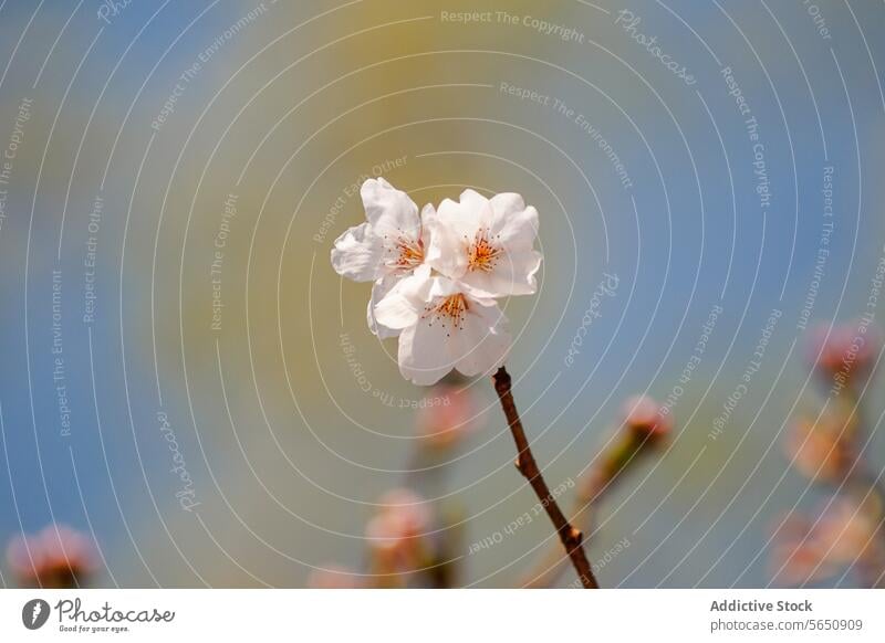 Zarte Kirschblüte im Weichzeichner-Hintergrund Kirschblüten Blume Blütezeit Frühling Natur filigran Blütenblatt Flora botanisch saisonbedingt Wachstum Single