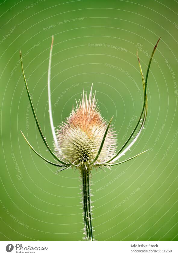 Nahaufnahme der Teestrauchpflanze Caedencha vor grünem Hintergrund Kardendistel Pflanze verschwommen Natur Wildblume Detailaufnahme botanisch Vegetation Flora