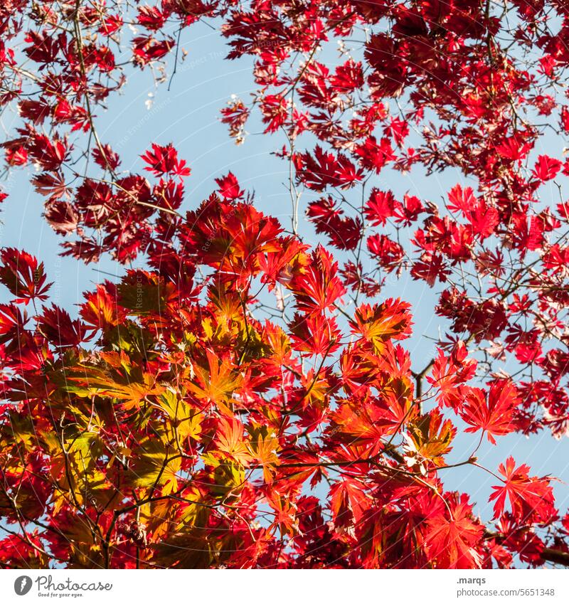 Herbstlaub Schönes Wetter Blätterdach rot Blatt Natur Umwelt Zweige u. Äste Himmel Baum Pflanze herbstlich Herbstfärbung ästhetisch Kontrast Sonnenlicht