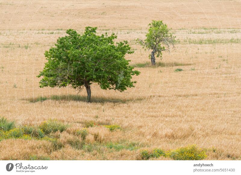 Zwei Bäume mit grünen Blättern und einer gelben Wiese um sie herum Ackerbau schön Schönheit hell Land Landschaft Umwelt Ackerland Feld Flora Wald Freiheit Gras