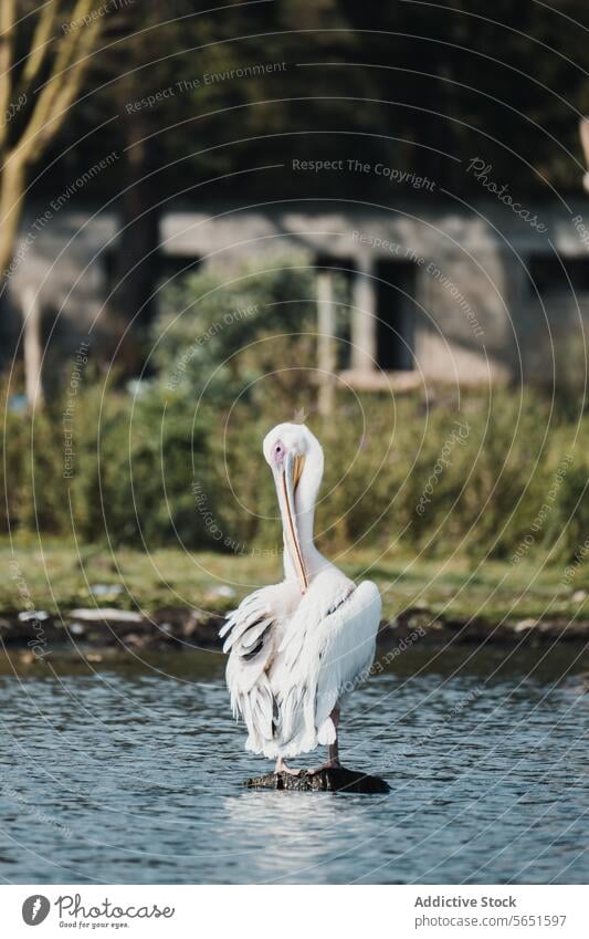 Pelikan stehend auf einem Felsen im Wasser Stehen Windstille Gelassenheit weißes Federkleid rosa grüne Vegetation Hintergrund stimmig aquatische Umwelt Vogel