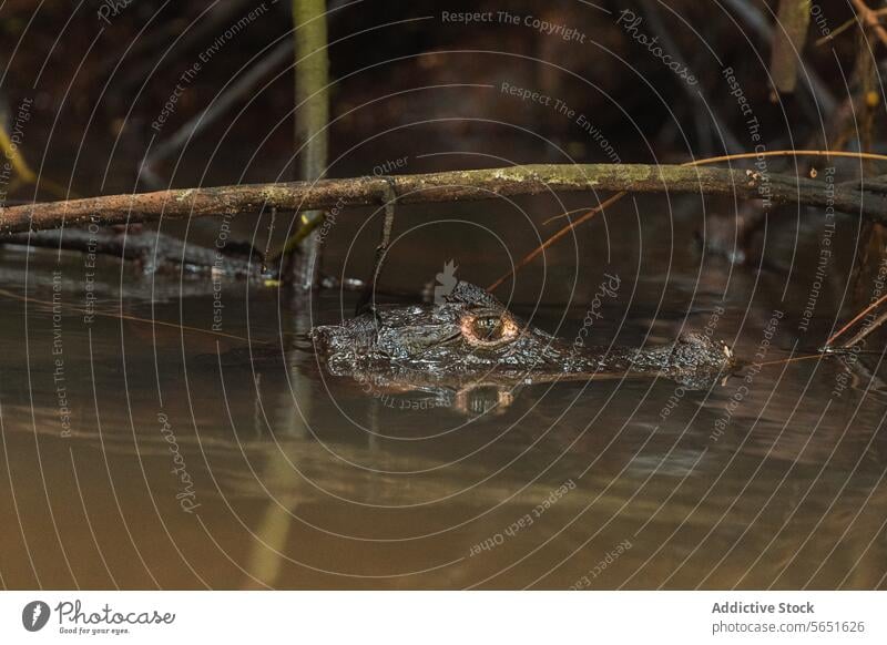 Vorsichtiges Krokodil im Wasser lauernd Starrer Blick drohend trübselig Auge Schnauze Oberfläche Niederlassungen Fluss Lebensraum intensiv Tierwelt Natur Reptil