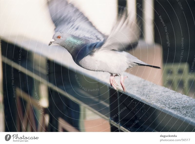 Taube im Abflug Tier Brücke Vogel Bewegung fliegen Abheben Landkreis Bad Kissingen Kurpark Geländer Feder timing Anschnitt Dynamik Farbfoto Gedeckte Farben