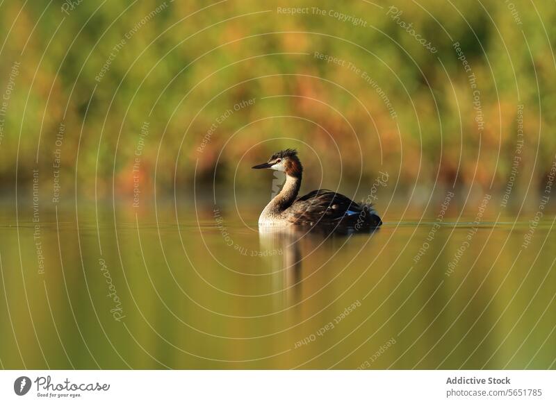 Ein einsamer Haubentaucher schwimmt auf einem See umgeben von Laub im weichen Morgenlicht vor grünem Hintergrund einsiedlerisch Schwimmer goldene Reflexe