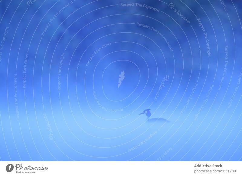 Haubentaucher gleitet über ruhige Gewässer unter einem weichen Gradienten von frühem nebligem Morgenlicht auf dämmerungsblauem Hintergrund Morgendämmerung